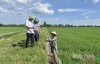 Sâu cuốn lá nhỏ bùng phát với mật độ cao đột biến, UBND tỉnh ra công điện khẩn chỉ đạo dập dịch