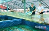 Phát huy vai trò của phụ nữ trong phát triển kinh tế-xã hội
