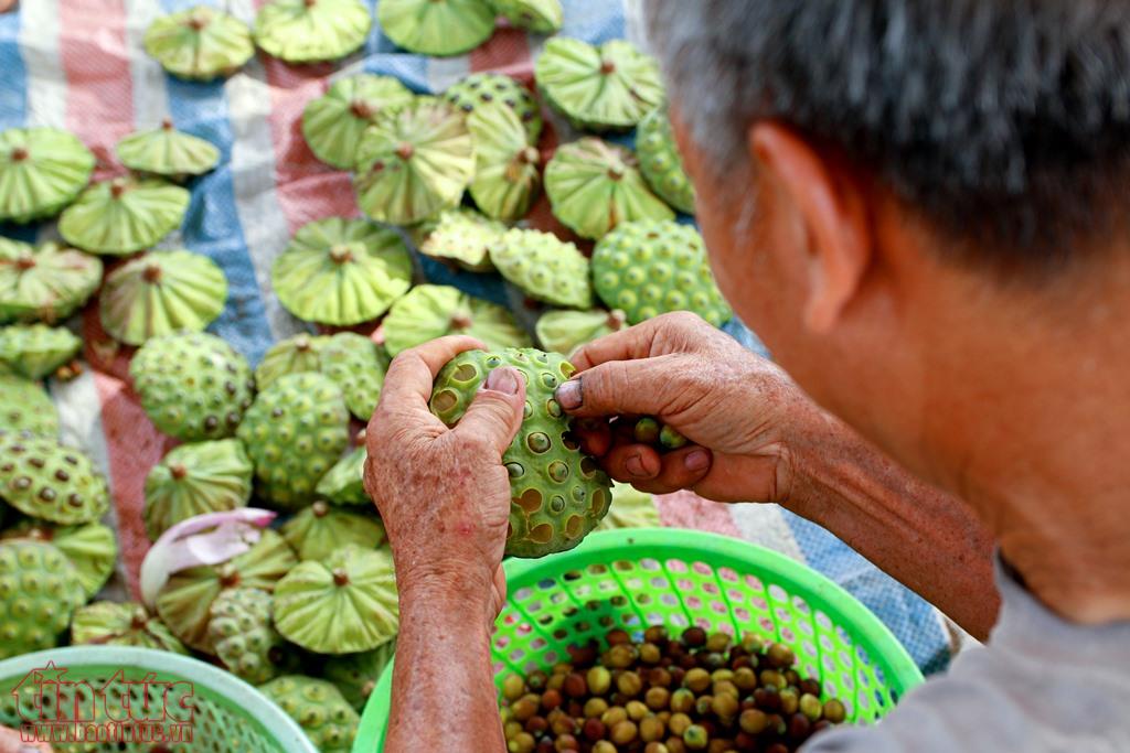 nong dan ha nam boi thu ngay nang rat nho trong se 56 12